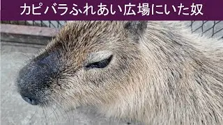 【vlog 散歩】カピバラふれあい広場にて