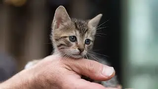 10 SMALLEST CATS In The World