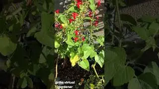 heat loving flowers