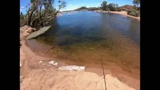 Little spangled perch fishing session