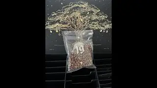 Onyx Coffee Labs Advent Calendar: DAY 18