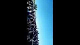 Migrant tv