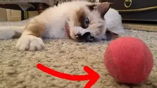 Ragdoll cat chases ball like crazy...