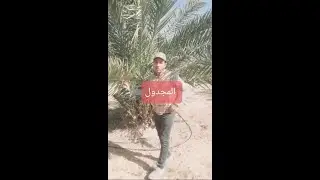 نخيل المجدول (المجهول)