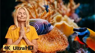 Aquarium in 4K ultra HD resolution with calm and relax music