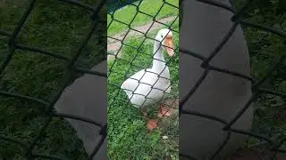 sad duck#shorts#shortsbeta #shortsfeed #youtubeytshorts #youtube#trend