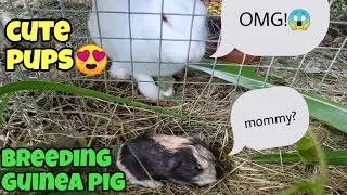 BACK YARD BREEDER LET'S BREED SOME GUINEA PIG