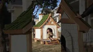 I Built a Cozy Doghouse for Dahuang&mdash;Family Fun Turns Into a Playful Surprise at Home