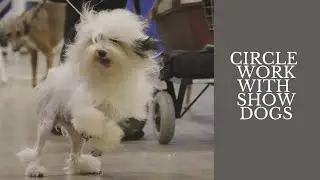 Training Show Dogs to Gait in the Ring