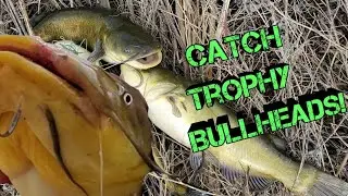 How to Catch GIANT Bullhead Catfish (for beginners)