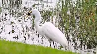 white heron devouring moorhen chick