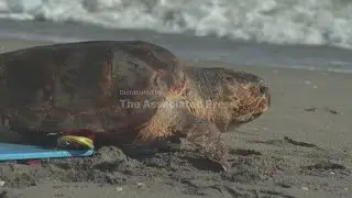 Injured sea turtle Swim Shady returns to the ocean after recovery