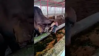 let's save them they also deserve to  live happily andbe healthy #save #savecow #cow #trending #life