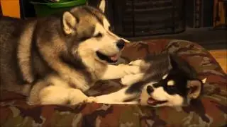 9 weeks Old Alaskan Malamute Puppy Playing With Parents