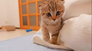 Котенок, пришедший на замес, спрятавшись от братьев и сестер, был таким милым.