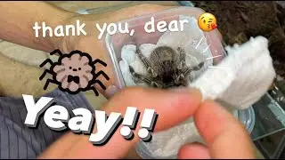 My Girlfriend brought me her Tarantulas !!!