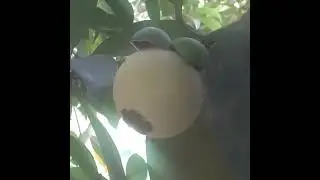 Mangoest#pls#subcribe
