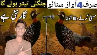 New Trading Awaz|Teeter bulane wali awaaz|kale teetar ki awaaz|kala teetar ki awaz|teetar ki awaaz