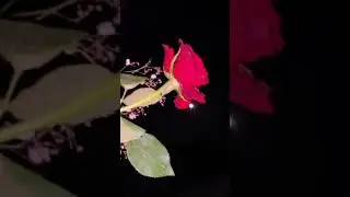 ❤️🦋