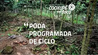 Cooxupé em Foco - Poda Programada de Ciclo