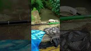 microfishing sehabis hujan ikanya lumangyam gacor