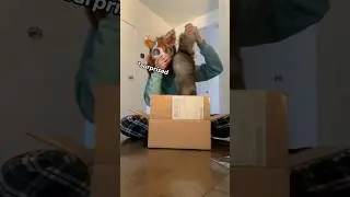 @luna_wildpaws⚠️siccors tw⚠️ #furry#gear#unboxing#tails#therian#therianthropy#package#happy#silly