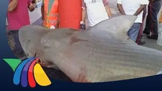 Capturan tiburón toro | Noticias de Veracruz