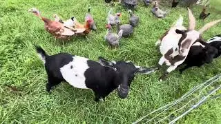 Meet the animals who walk this journey with me @ BellaSoulFarm