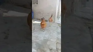 Hen & Chicks Morning Walk | Pure Village Life#shortvideo #shortsviral #viralshort #villagelife
