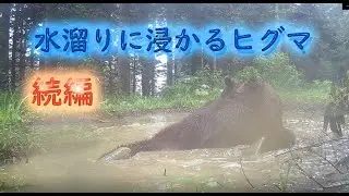 水溜りに浸かりに来たヒグマ　続編　水浴び　Brown Bear Trail camera　Hunting camera　北海道ヒグマチャンネル　ヒグマ　羆　クールダウン　トレイルカメラ
