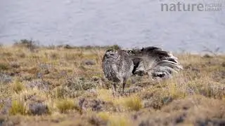 Darwin's rhea (Rhea pennata) preening its wing feathers, Torres del Paine National Park, Chile, July