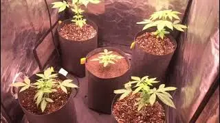 Seguimiento Autofloreciente  Capitulo 2:  Thunder Banana y Forbidden Cherry.