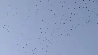 Palombes : pic de migration au Pays basque, usoak milaka Urru&ntilde;an