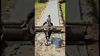 Incredible Animal Power: Water Buffalo Used as a Road Roller