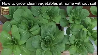How To Grow Clean Vegetables At Home Without Soil