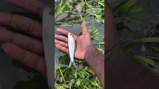 A Small Endeavor for Nature's Protection. #shorts #fish #animals