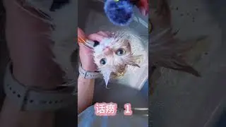 Vlog Cat House Daily Question How many times did the little girl mili meow in total