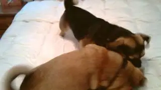 PUGGLE LOVE