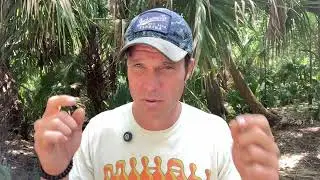 Trace Mineral Supplements Derived from Marine Algae