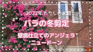 【冬剪定③】アンジェラとニュードーン　壁面仕立て　　アンジェラの勢いにおされっぱなしのニュードーン、さらに小さくなりました&hellip; なっちゃんの庭