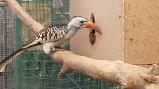 Tockus erythrorhynchus