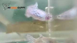 guppy purple lace yang begitu indah... joss !!!