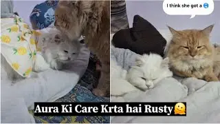 Rusty Bahut Samjhdar hai🫠 ||Bob KoToh Aura Se Fark Hi Nhi Pdta🥹|| #meowmate #cat #viralvideo #cute