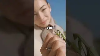 Top 10 Coolest Insects to Keep as Pets!  #insects #insect #pets #terrarium #unique #ideas #interest