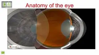 Eye disorders (Refractive errors +Conjunctivitis )