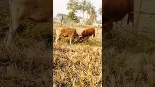 #odisha  bullfight