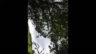 Decoying crows