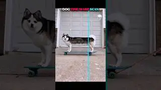 dog time warp scan 💀 #trolledit #dog #pets #cute #trollface