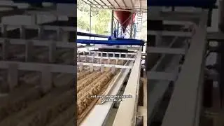 Dried Sludge