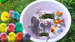 Catch cute chickens, colorful chickens, cute duck, ornamental fish, crabs, kepiting, cute animals